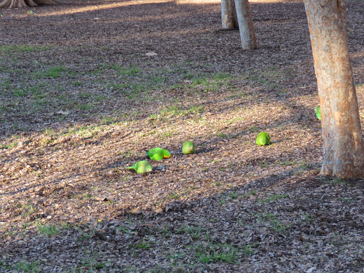 Superb Parrot - ML639399695