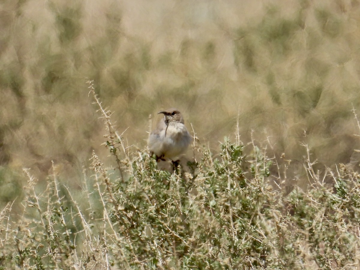 LeConte's Thrasher - ML639399701