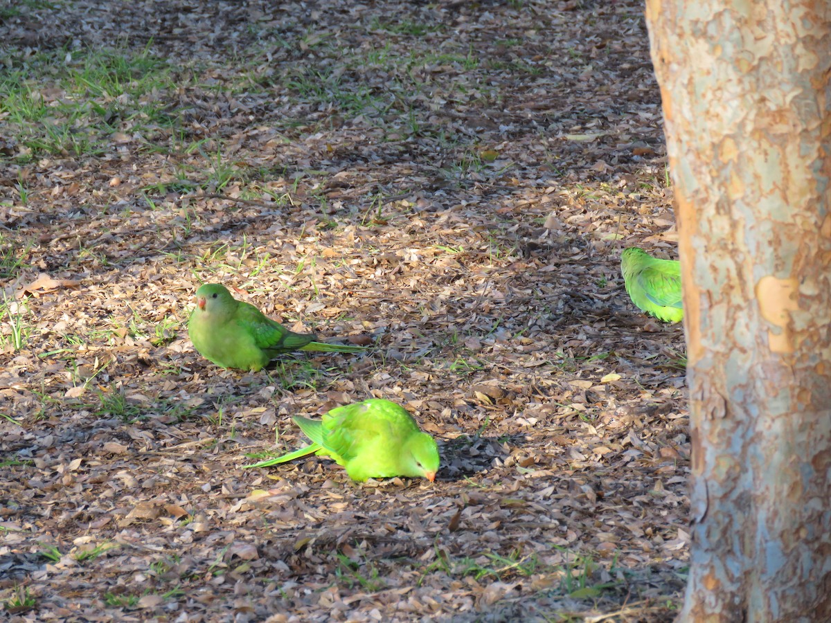 Superb Parrot - ML639399706
