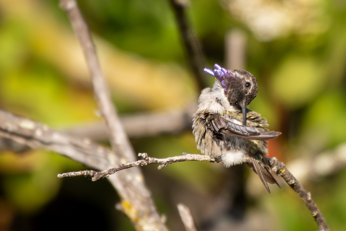 Costa's Hummingbird - ML639399711