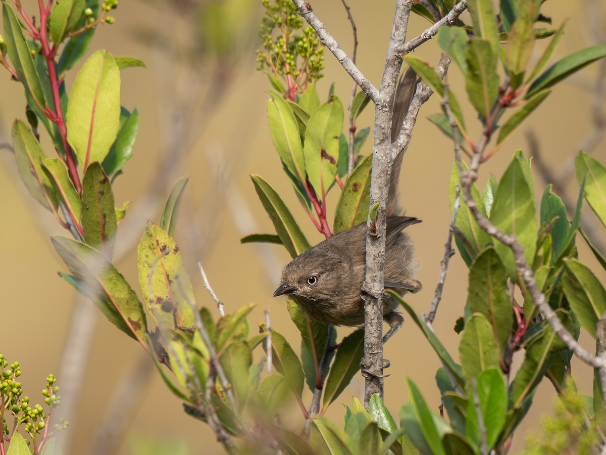 Wrentit - ML639399723