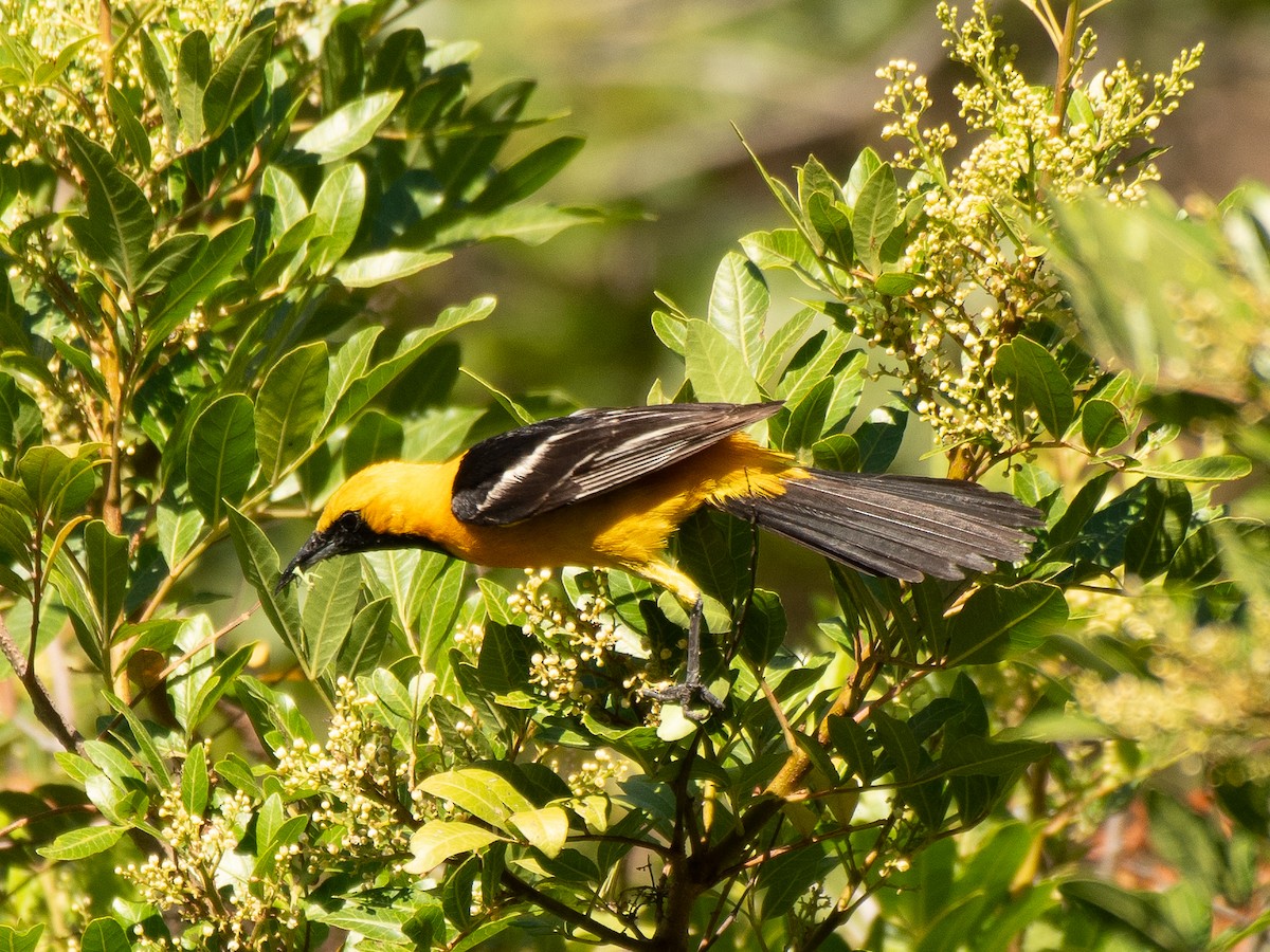 Hooded Oriole - ML639399724