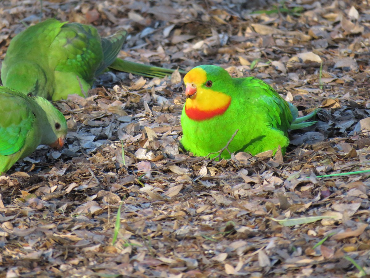 Superb Parrot - ML639399725