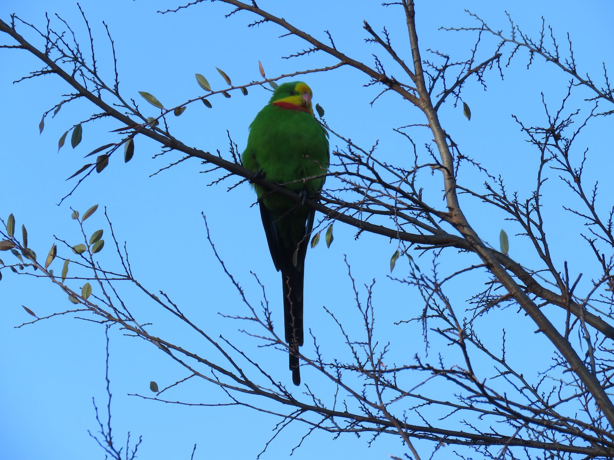 Superb Parrot - ML639399740