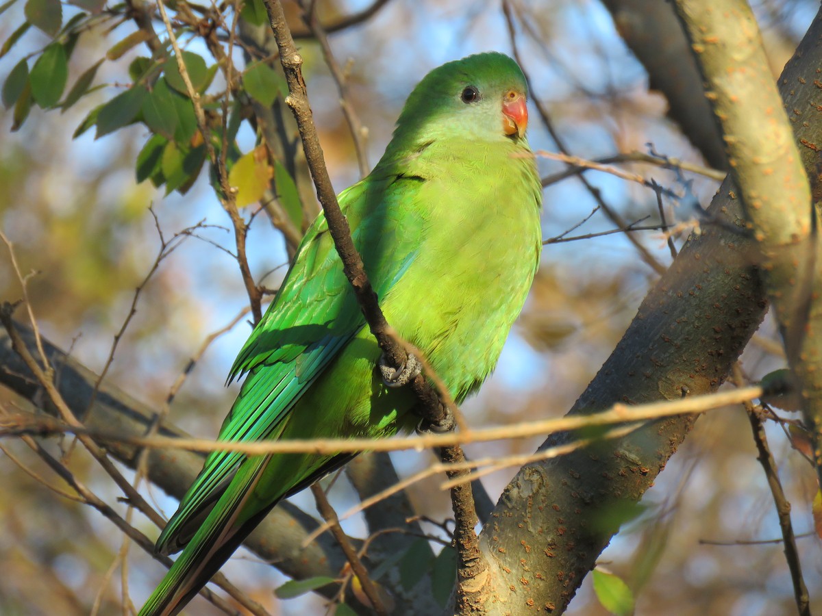 Superb Parrot - ML639399741