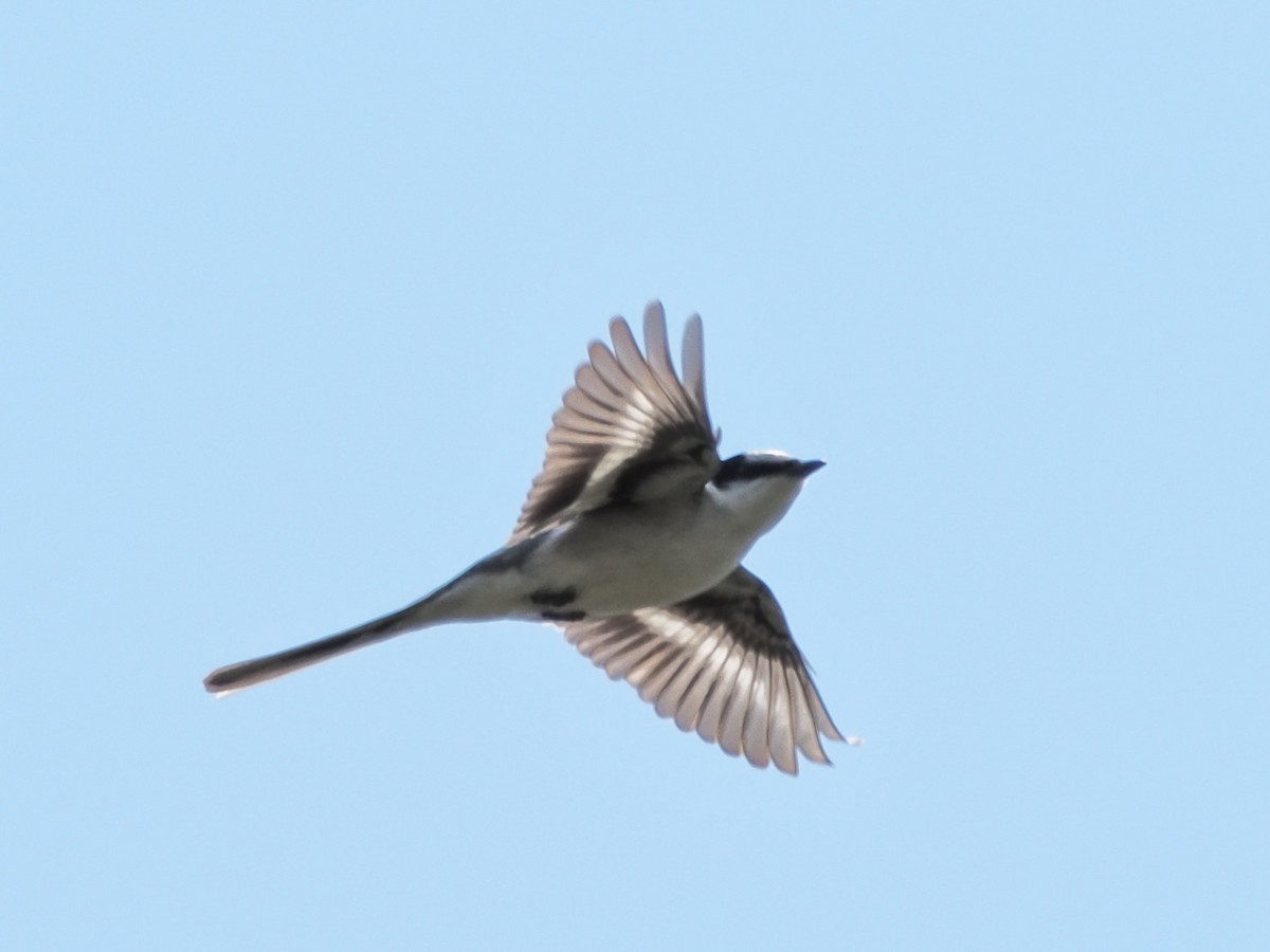 Ashy Minivet - ML639399929