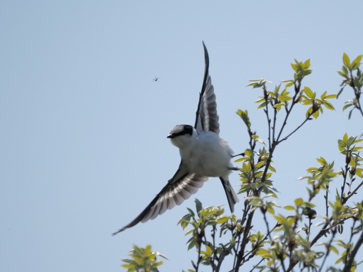 Ashy Minivet - ML639399930