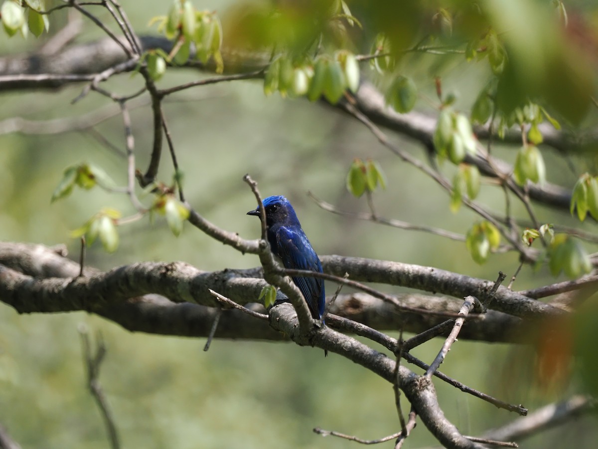 Blue-and-white Flycatcher - ML639399935