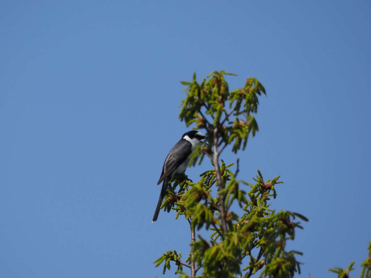 Ashy Minivet - ML639399939