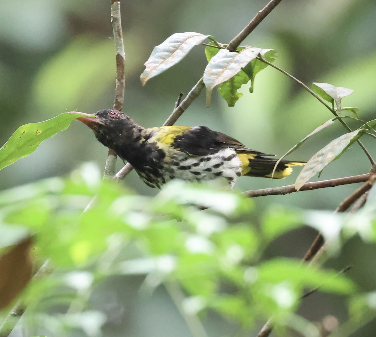 Dark-throated Oriole - ML639399947