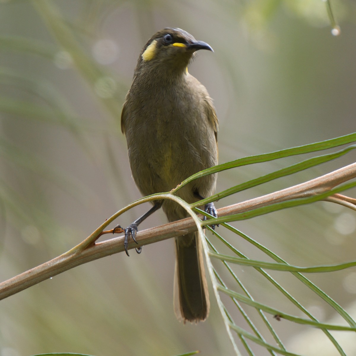 Cryptic Honeyeater - ML639400099