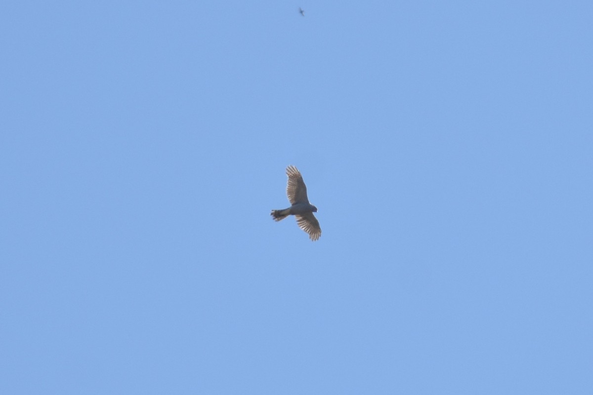 Eurasian Goshawk - ML639400139