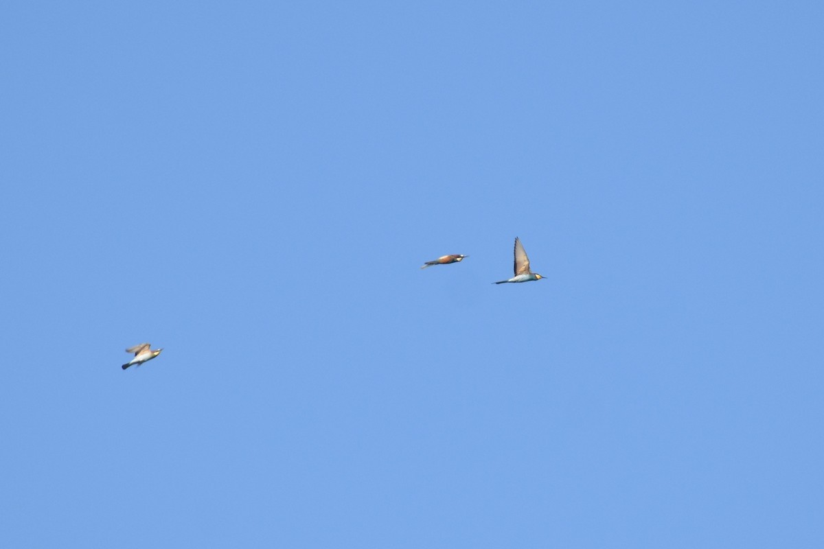 European Bee-eater - ML639400142