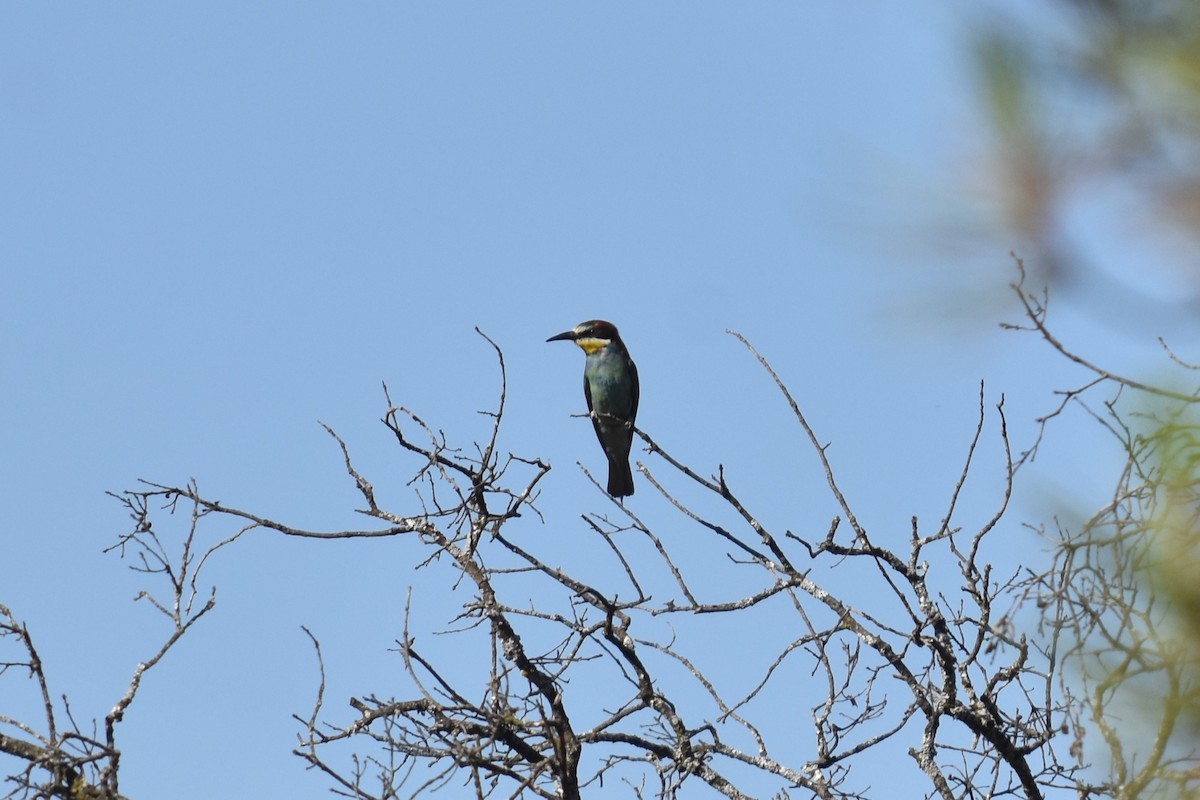 European Bee-eater - ML639400145