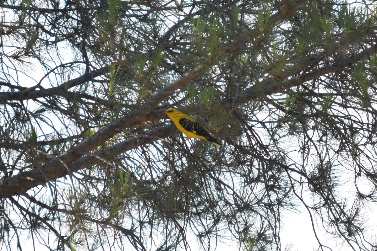 Eurasian Golden Oriole - ML639400147