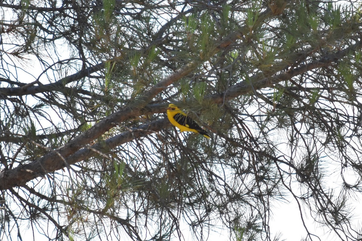 Eurasian Golden Oriole - ML639400149