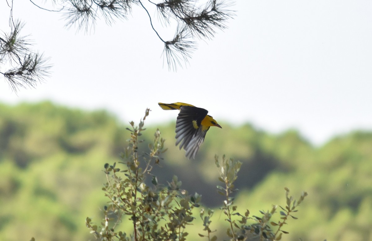 Eurasian Golden Oriole - ML639400153