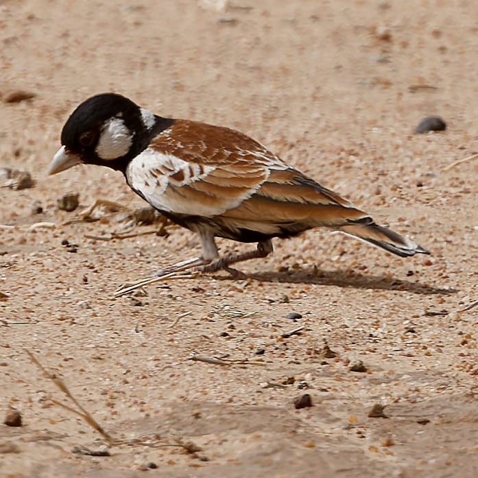 Chestnut-backed Sparrow-Lark - ML639400175