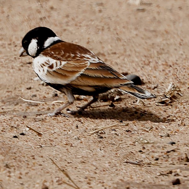 Chestnut-backed Sparrow-Lark - ML639400176
