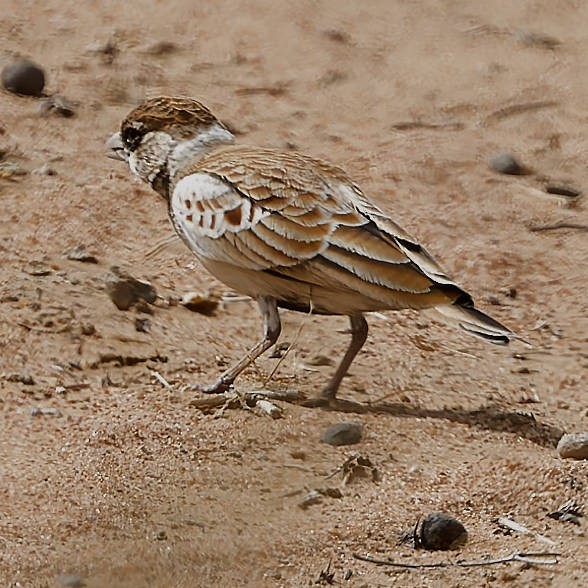 Chestnut-backed Sparrow-Lark - ML639400177
