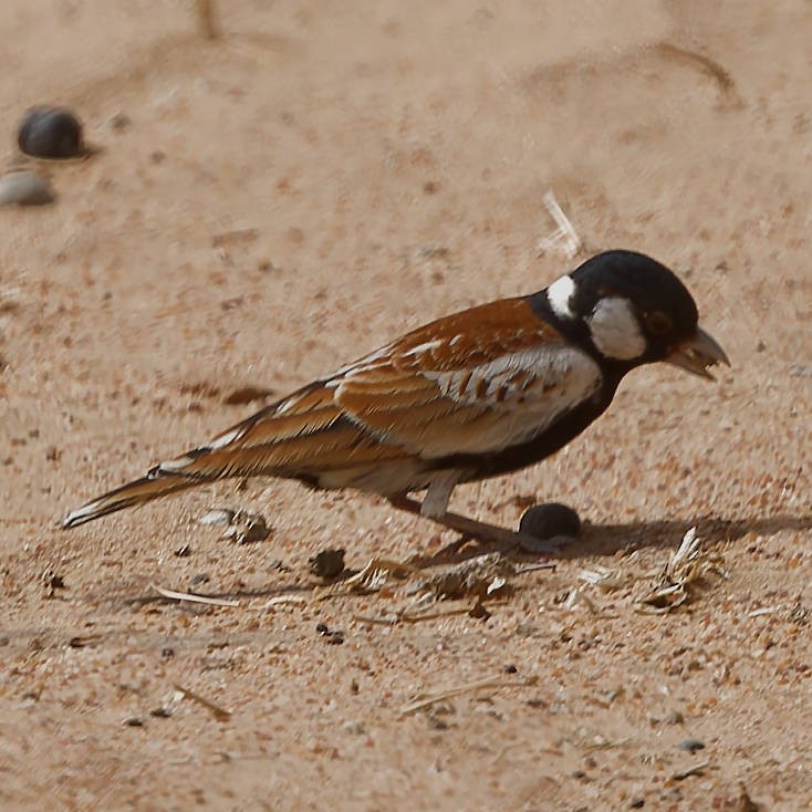Chestnut-backed Sparrow-Lark - ML639400178