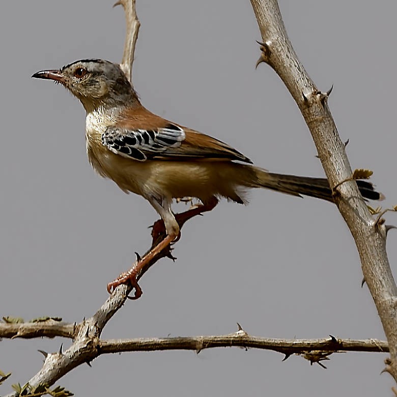 Cricket Longtail - ML639400194