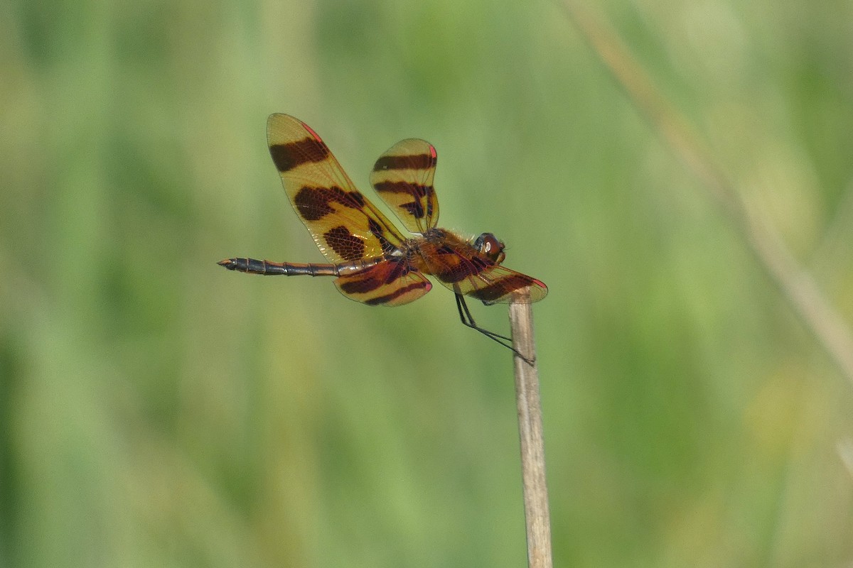 Halloween Pennant - ML639400260