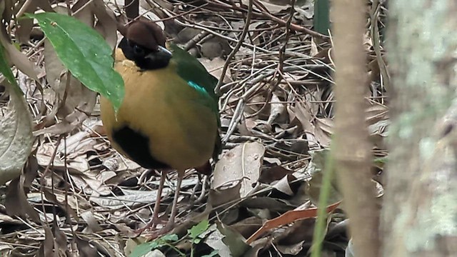 Noisy Pitta - ML639400277
