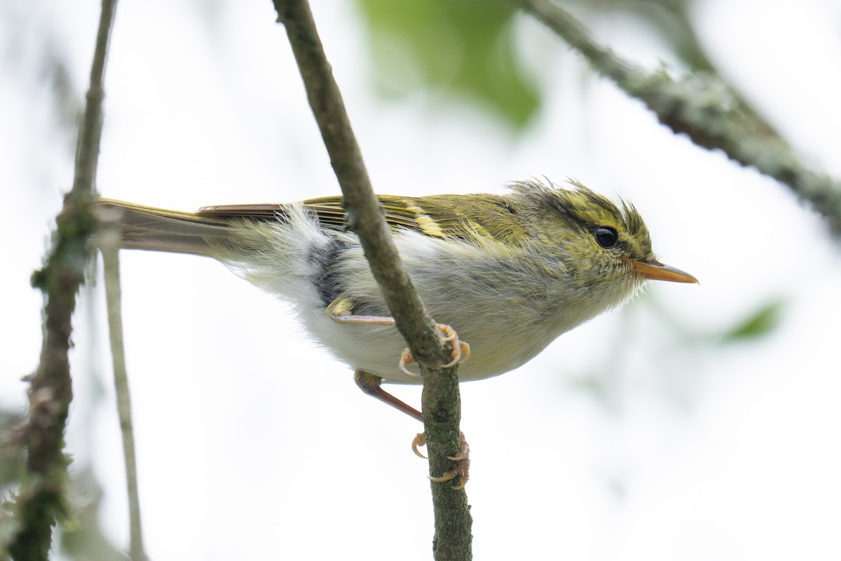 Kloss's Leaf Warbler - ML639400299
