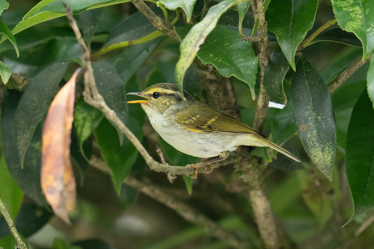 Claudia's Leaf Warbler - ML639400315