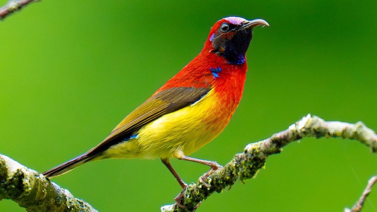 Mrs. Gould's Sunbird - ML639400333