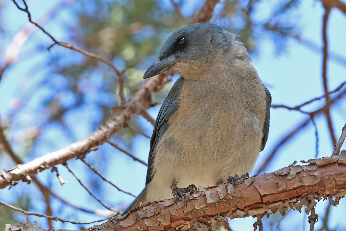 Mexican Jay (Arizona) - ML639400342