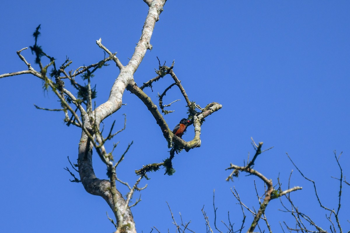 Yellow-mantled Weaver - ML639400381