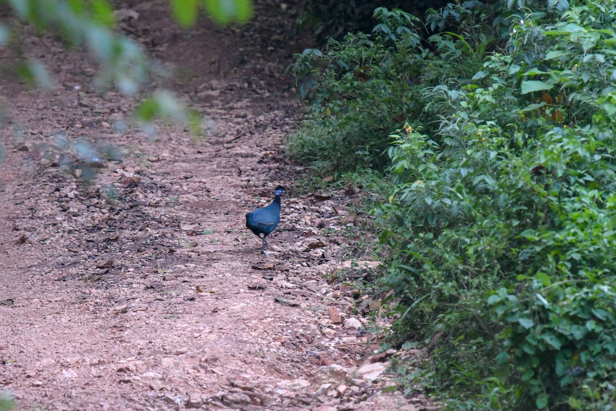 Western Crested Guineafowl - ML639400405