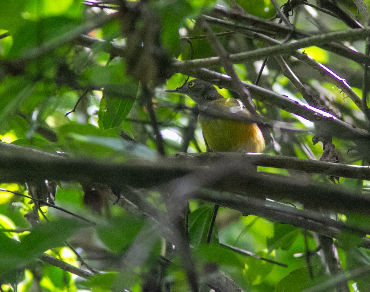 Yellow Longbill - ML639400444