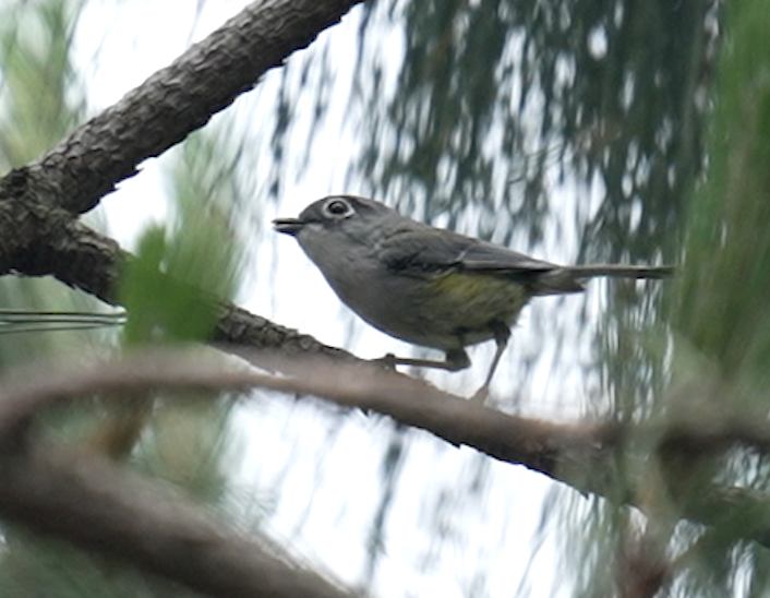 Green Shrike-Babbler (Eye-ringed) - ML639400446
