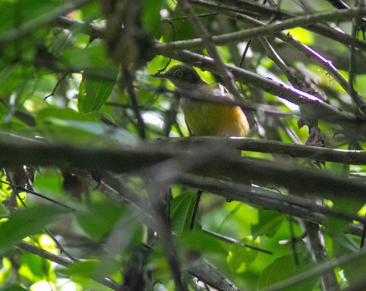 Yellow Longbill - ML639400448