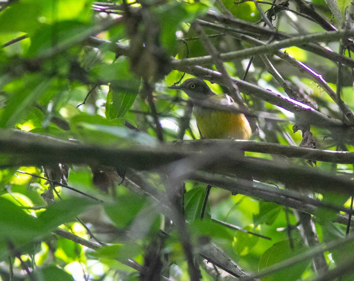 Yellow Longbill - ML639400449