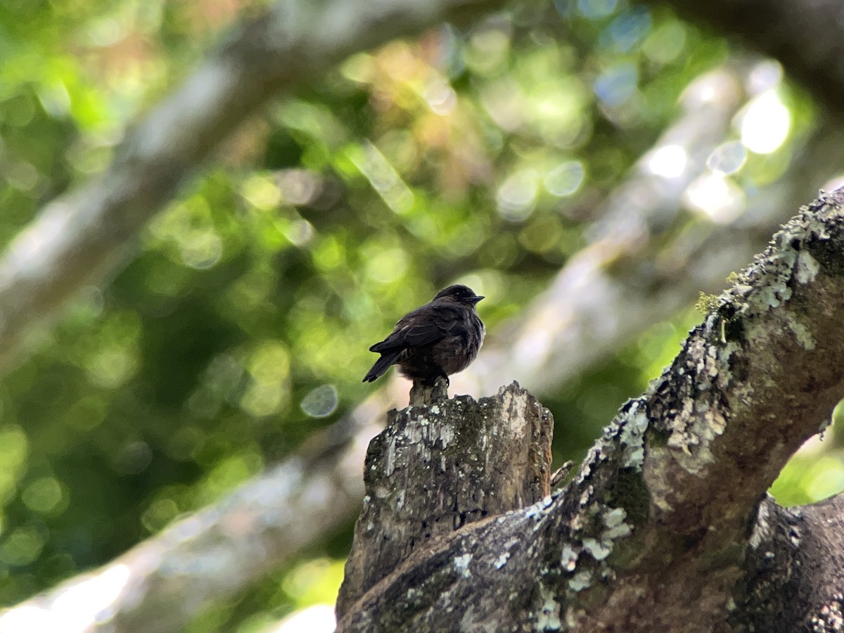 Sooty Flycatcher - ML639400519