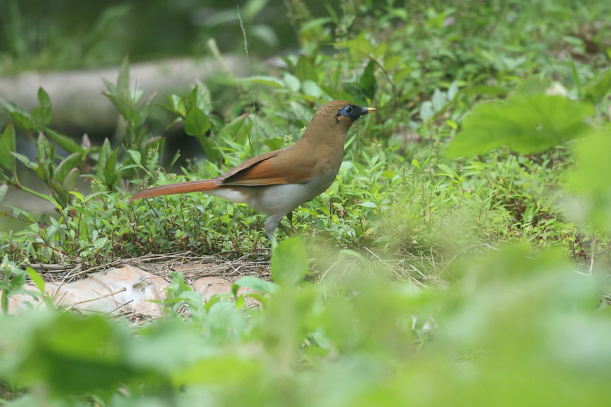 Buffy Laughingthrush - ML639400794