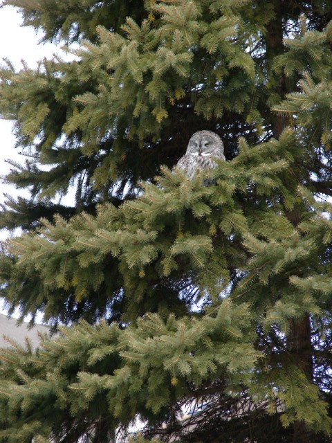 Great Gray Owl - ML63940081