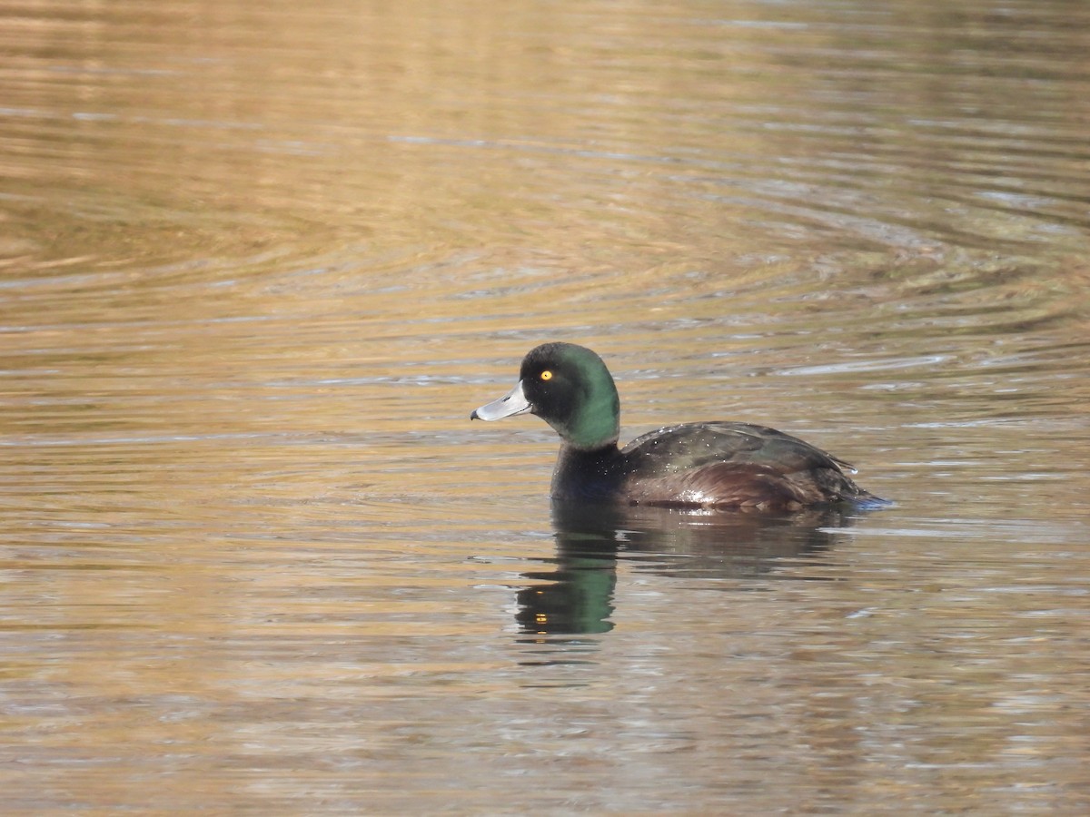 New Zealand Scaup - ML639400900