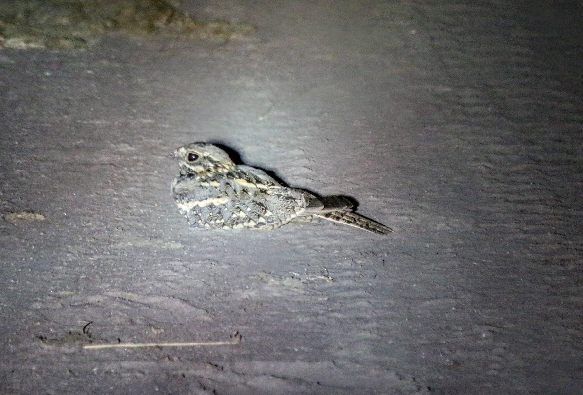 Square-tailed Nightjar - ML639400909