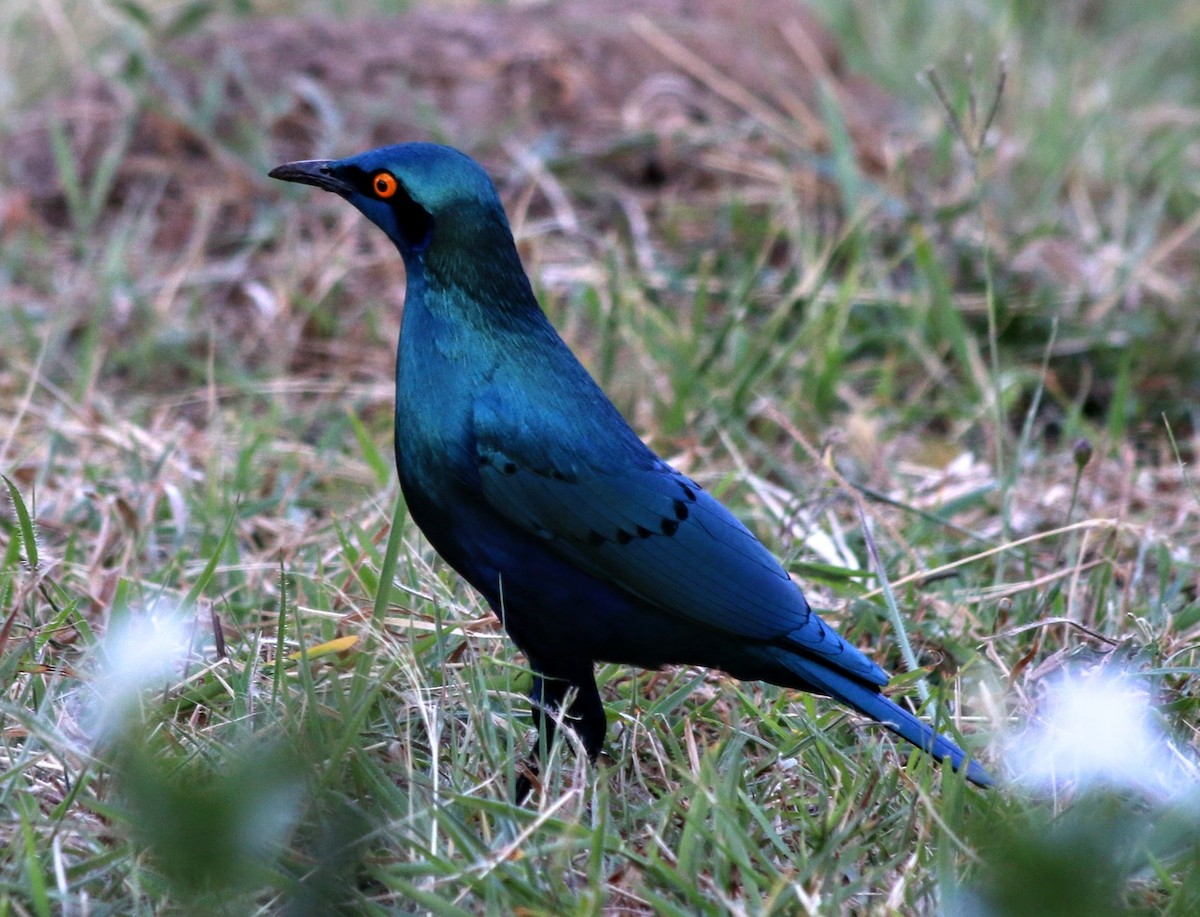Greater Blue-eared Starling - ML639400917