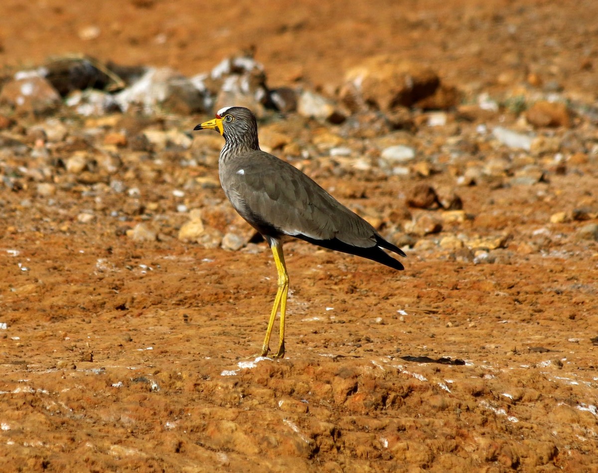 Wattled Lapwing - ML639400924