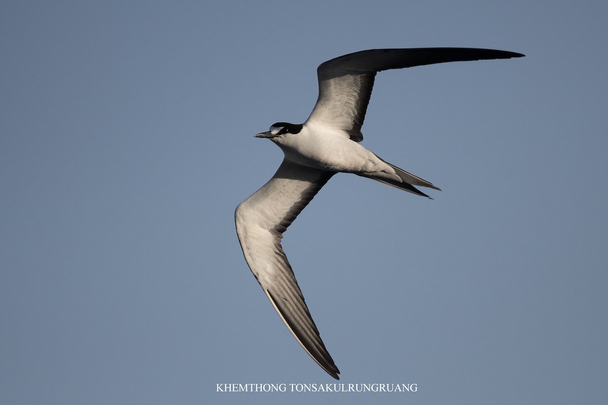 Sooty Tern - ML639400931