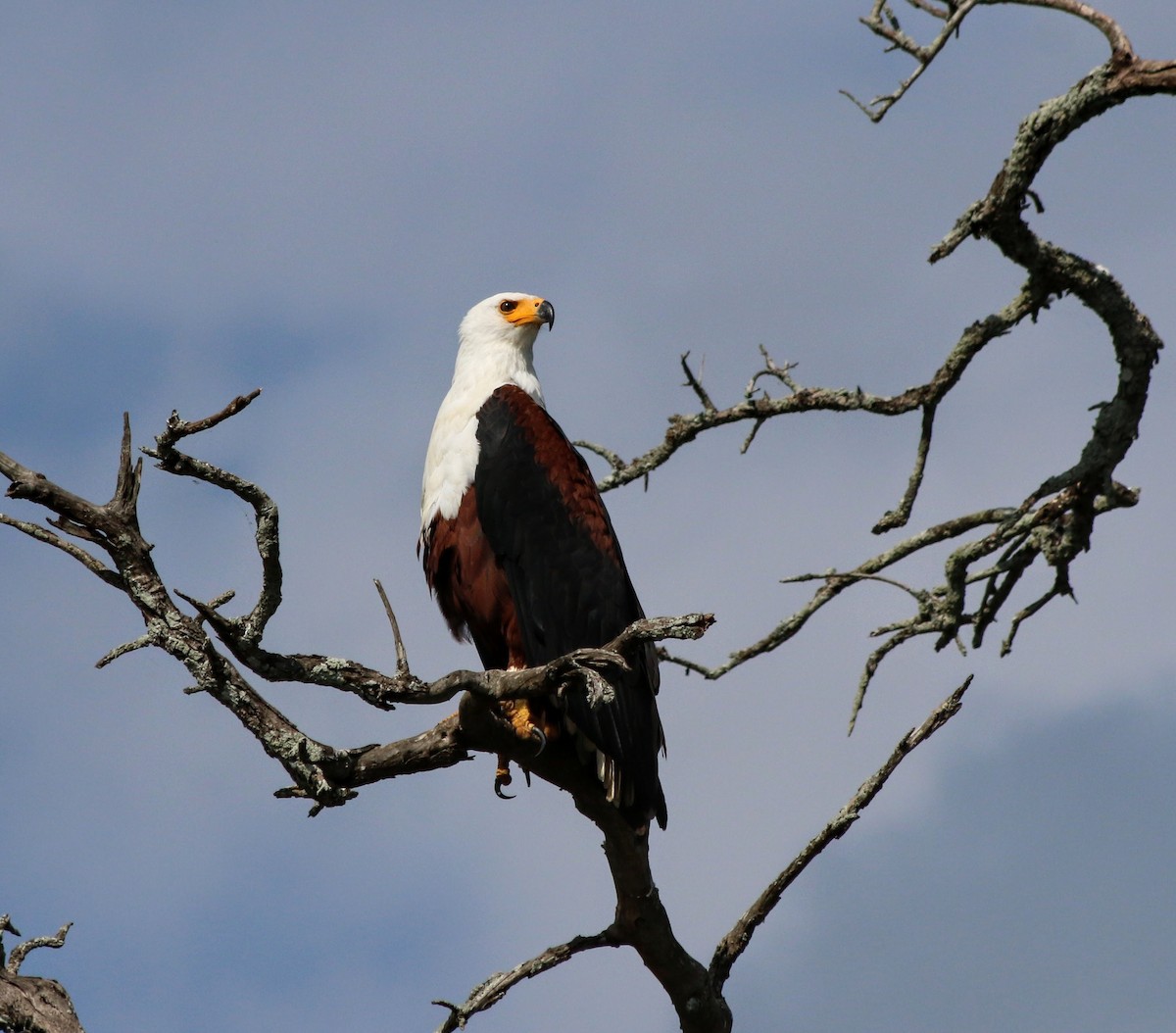 African Fish-Eagle - ML639400934