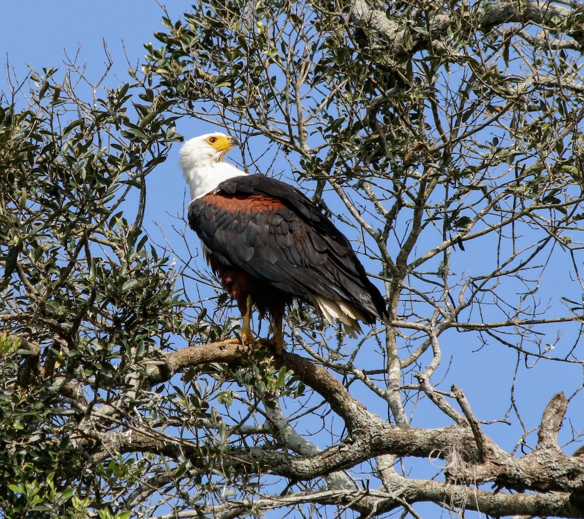 African Fish-Eagle - ML639400935