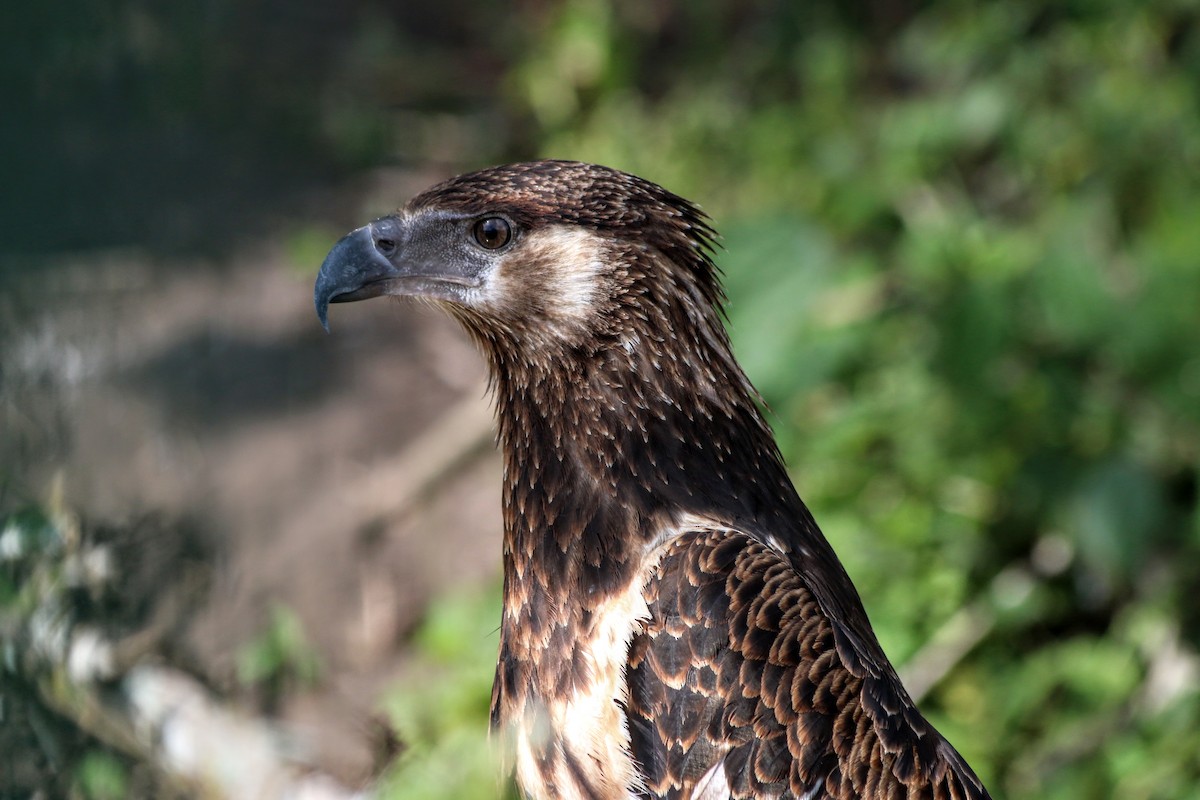 African Fish-Eagle - ML639400936