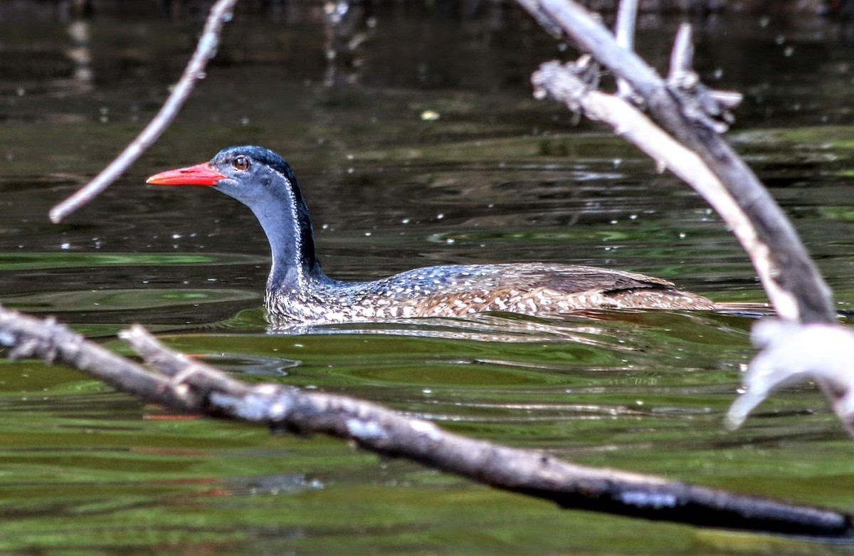 African Finfoot - ML639400940